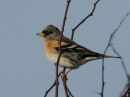 Brambling
